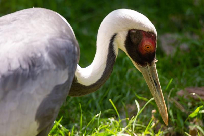 Witnekkraanvogel - De Zonnegloed - Dierenpark - Dieren opvangcentrum - Sanctuary